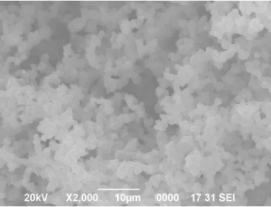 Figure 5: SEM image of the coating obtained after 24 h of static synthesis. 