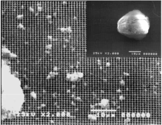 Figure 2: Scanning Electron Microscope (SEM) images of rutin particles.  Peristaltic Pump Solution Reservoir Permeate Solution MicrofiltrationModule  Non-PermeateSolutionPeristaltic PumpSolutionReservoirSolutionReservoirPermeateSolutionPermeateSolutionMicr