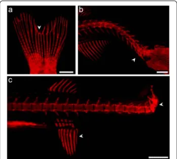 Fig 6 Detection of skeletal malformations in zebrafish. Deformed bony structures in a caudal fin rays and b-c different regions of the vertebral column
