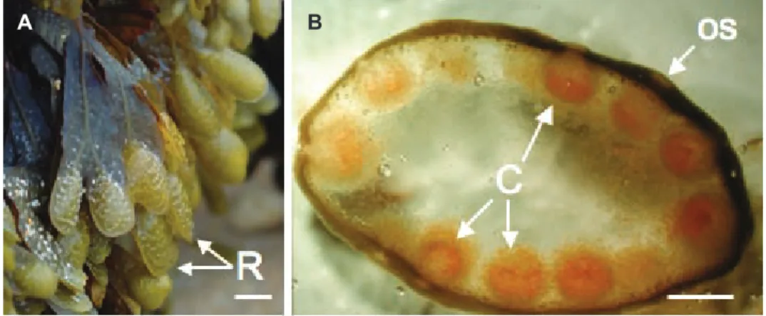 Fig. 1 Organization of reproductive tissue in fucoid algae. (A) Typical appearance of receptacles (R) forming at the branch tips of F