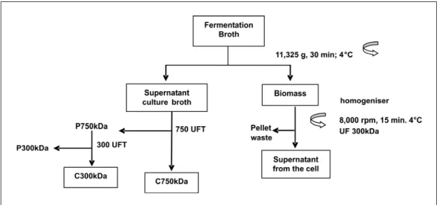 Figure 3: Flagellin purification flow diagram based on bioreactors. 