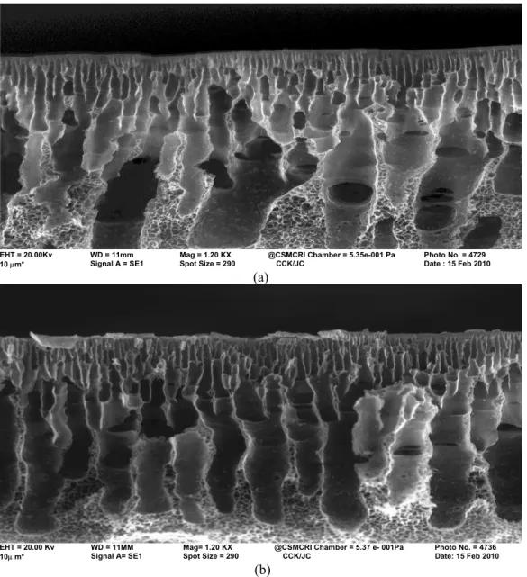 Figure 4: Cross-section morphology of asymmetric polyether membranes prepared (a) in water and   (b) in aqueous solution of 1,3-phenylene diamine