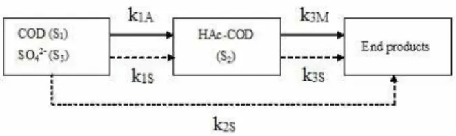 Figure 2: Diagram of the proposed kinetic model. 