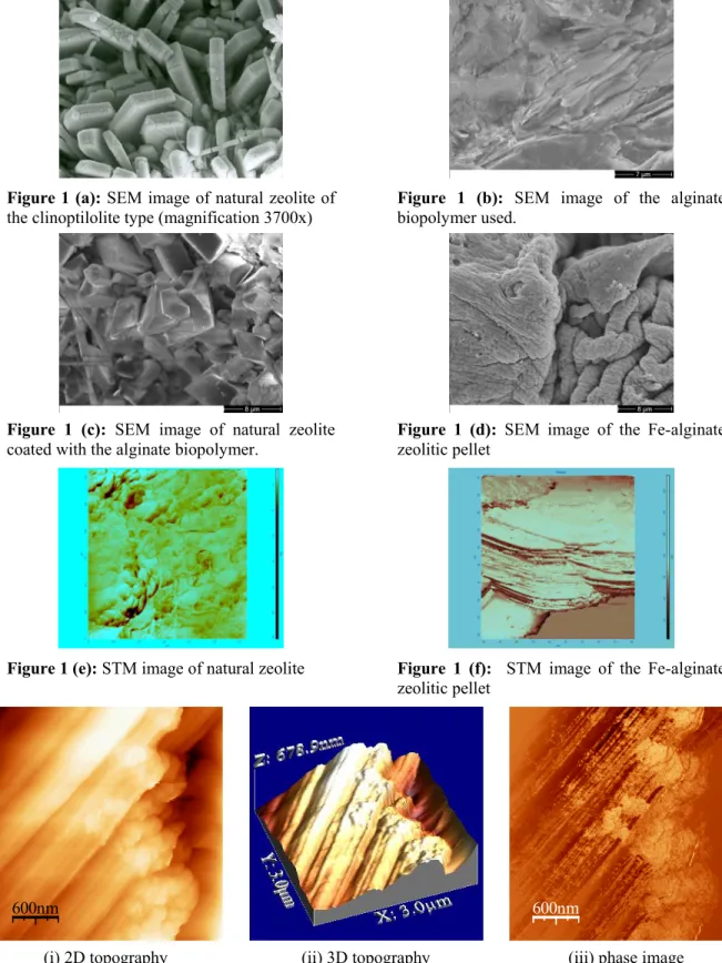 Figure 1 (c): SEM image of natural zeolite  coated with the alginate biopolymer. 