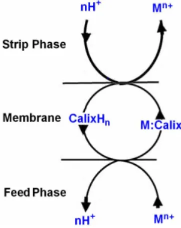 Figure 2: Facilitated transport mechanism of alkali  metals in ELM using ionizable calixarenes