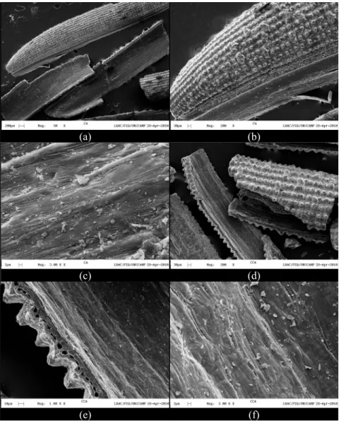 Figure 4: SEM micrographs of RH: (a) Inner and outer film (50x. mag.); (b) Morphological structure (200x