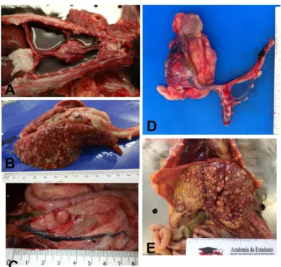 Figure 5. Metastatic lesions from mammary carcinomas in cats.  
