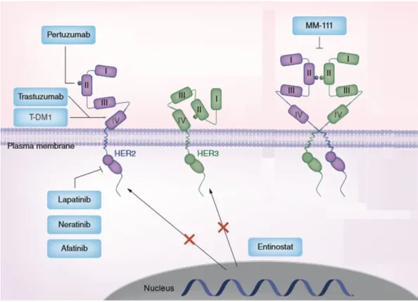 Figure 11. Extracellular and intracellular HER2 target therapies.  