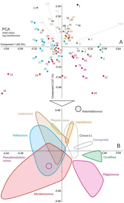 Figure  8.  Separation  of  the  species  and  morphospace  occupied  by  genera  as  shown  by  principal  component analysis (after [54])