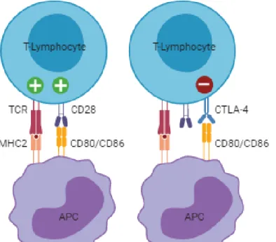 Figure  2.  T-lymphocyte  activation  and  inhibition  by  the  immunoglobulin  superfamily  receptors cluster of differentiation 28 (CD28) and cytotoxic T-lymphocyte associated protein 4  (CTLA-4)