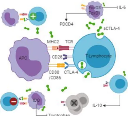Figure 5. Possible mechanisms of immune regulation by soluble cytotoxic T-lymphocyte  associated  protein  4  (sCTLA-4)