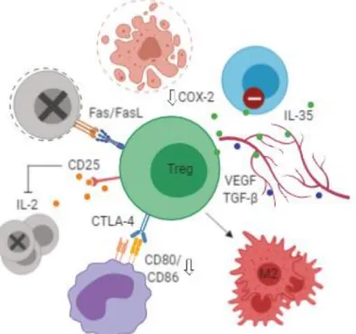 Figure 6. Functions of regulatory T-lymphocytes (Tregs) in the tumor microenvironment