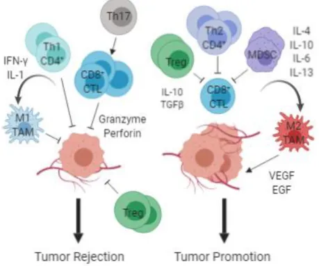 Figure  7.  Contrasting  functions  of  immune  cells  in  the  tumor  microenvironment