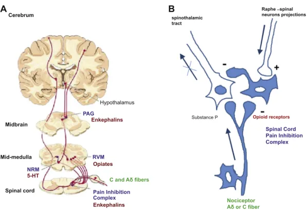 Figure 1 Basis of the gate control theory. (A) General view. (B) Pain inhibition complex in detail