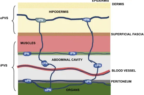 Figure 2 Topology and division of the PVS as proposed by Stefanov et al [38]. The division consists in external primo vascular system (ePVS) and internal primo vascular system (iPVS)