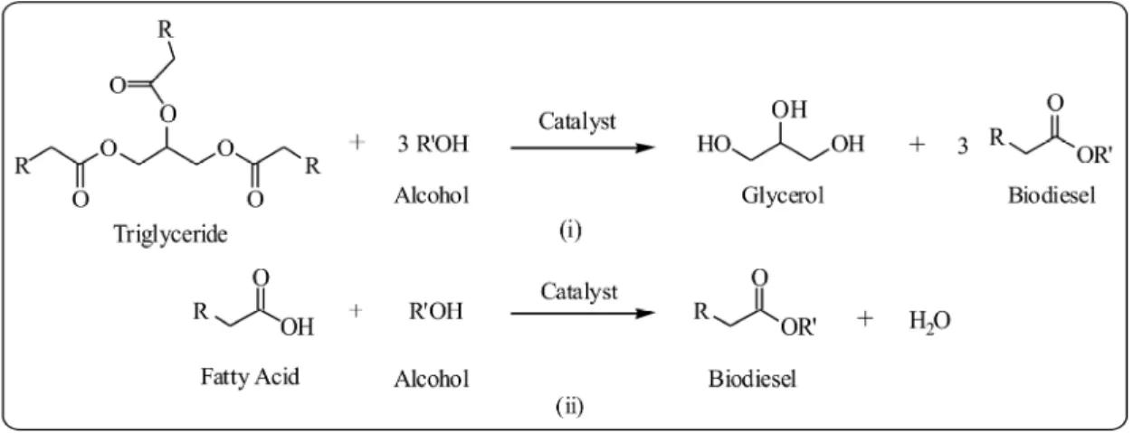 Figure 1 represents a general scheme for free fatty  acid esterification and triglyceride transesterification