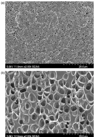 Figure 5: SEM images of cross-sections of  composite membranes: (a) SPAEK-6F-40 and (b)  SPEEK 6h
