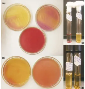 Figure 1: Solid and liquid culture fermentation assay  results. (a) Upper Left: E. faecium DBFIQ ID: 