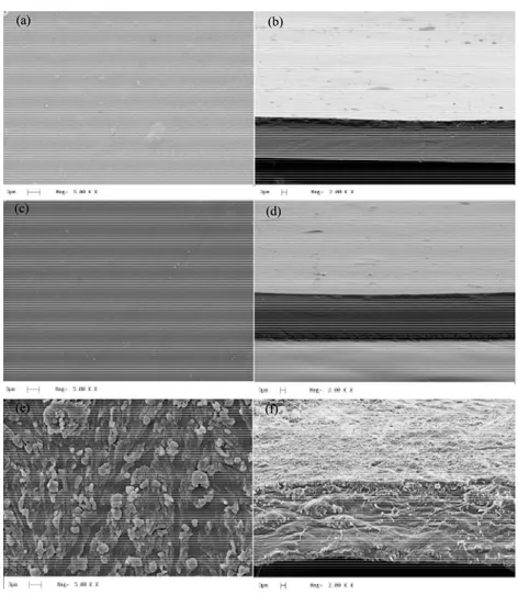 Figure 3: Micrographs of the surface ((a), (c) and (e)) and of the cross  section ((b), (d) and (f)) of the alginate pre-films plasticized with glycerol,  xylitol and mannitol, respectively (1 st  Stage)