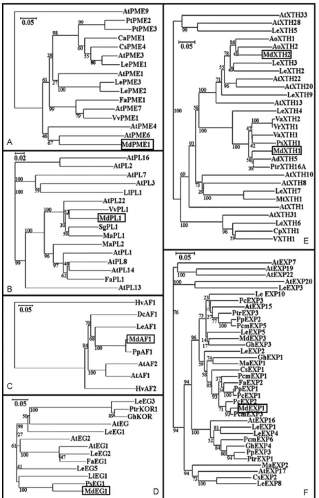 Fig. 5. Phylogenetic analysis of each of the proteins identified in this work (A, PME; B, PL; C, AFase; D, EGase; E, XTH and F, alpha-expansins) with other sequences with published expression patterns