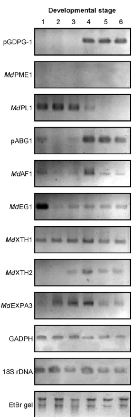 Fig. 3. Patterns of mRNA accumulation of the clones studied by semi- semi-quantitative RT-PCR analyses in several apple tissues