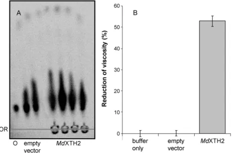 Fig. 4A illustrates the results of the XET activity assay. XET activity was assayed based on the ability to generate a fluorescent high-M r xyloglucan after transglycosylation between tamarind seed xyloglucan and sulphorhodamine-labelled  oligosaccha-rides