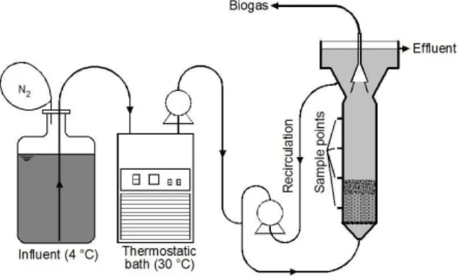 Figure 2: Scheme of the UASB reactor at the stages  with effluent recirculation. 