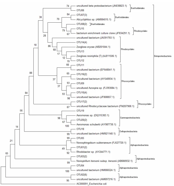 Figure 2: Phylogenetic analysis of partial 16S rRNA gene sequences of clones derived from the bioreactor  sample and related microorganisms (Phylum Proteobacteria)