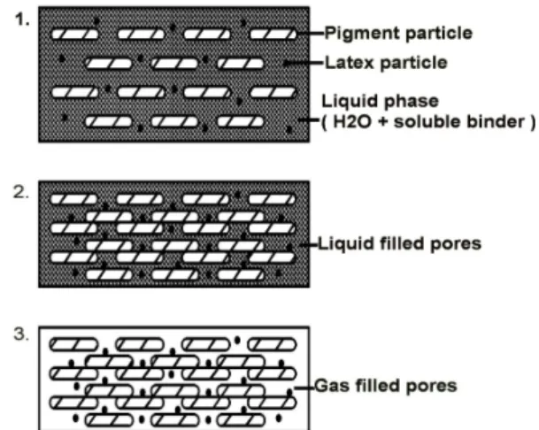 Figure 1: Changes in coated layer structure during  drying. 