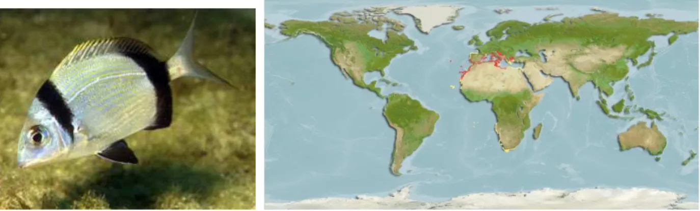 Figura 2:Safia (Diplodus vulgaris)  www.oceanario.pt/cms/248/ 