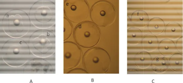 Figura  12  A)  ovos  de  safia  morula (c) com uma ampliação (d) e em gástrula (e) com uma  inicial (f) e neurula avançada 