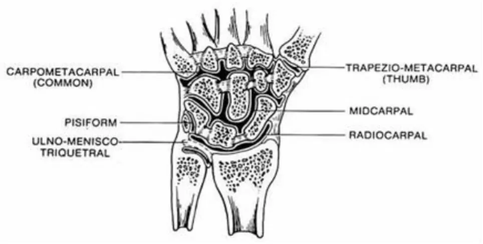 Figure 2.2 - Joints of the carpus [31]. 