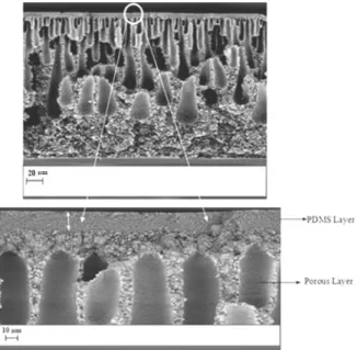 Figure 2: Cross-sectional SEM image of the PDMS/ 
