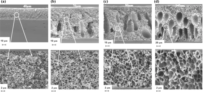 Figure 5: The effect of the coagulation bath temperature on the membrane structure, deionized water bath  temperature: (a) 5 °C; (b) 25 °C; (c) 50 °C; (d) 80°C; the PSf casting solution consisted of: 22 wt.% PSf,  14.4 wt.% ethanol, 31.8 wt.% DMAc, 31.8 wt