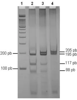 Figura 4 – Análise dos genótipos do polimorfismo Apa I no gene da GPX1.