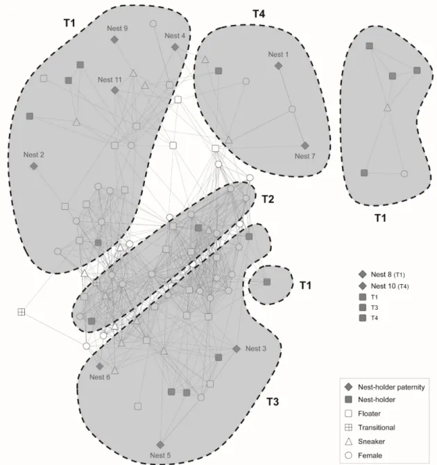 Fig. 2 –  Affiliation network depicting social relationships between individuals marked at the  beginning of the breeding season