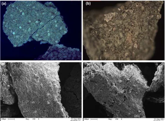 Figure 1 shows the micrographs obtained by OM  and SEM analysis of macrophyte Salvinia natans  before and after the biosorption process