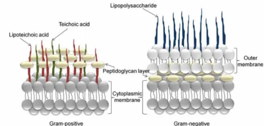 Figure 4: Membrane structure of gram-positive and gram-negative bacteria (repro- (repro-duced with permission from Espitia et al., 2012)