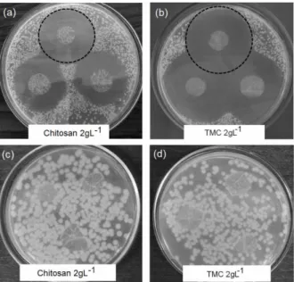 Figure 2: Examples of the inhibitory effect of chito- chito-san and TMC (2.0 gL -1 ) films against gram-positive  bacteria S