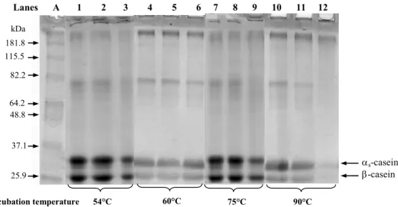 Figure 1: SDS-PAGE electrophoretogram of Na-CN and LBG conjugates produced at  different temperatures (54, 60, 75 and 90 °C) and incubation times: 1 hour (lanes 1, 4, 7 and  10), 3 hours (lanes 2, 5, 8 and 11) and 24 hours (lanes 3, 6, 9 and 12)