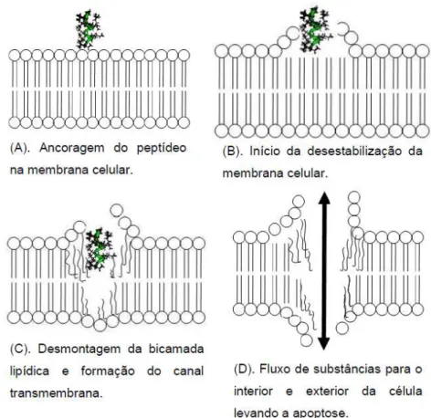 Figura 9 . Interação de um peptídeo anticâncer com a membrana celular: (A) ancoragem do  peptídeo  na  membrana  celular;  (B)
