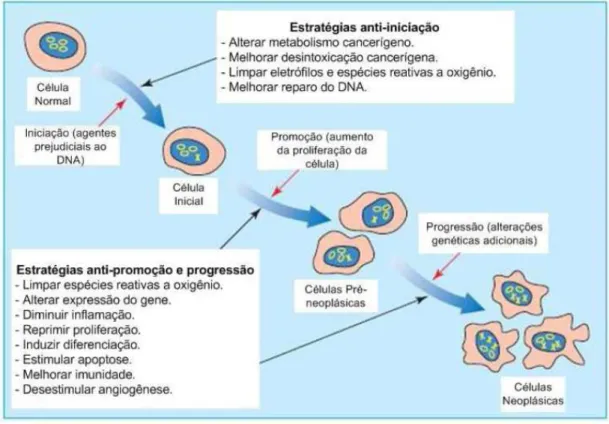 Figura 10.  Multi-estágios da carcinogênese: processos e estratégias de prevenção. A iniciação  é caracterizada pela conversão de uma célula normal em uma célula inicializada, em resposta  a agentes prejudiciais ao DNA (dano genético indicado por um X)