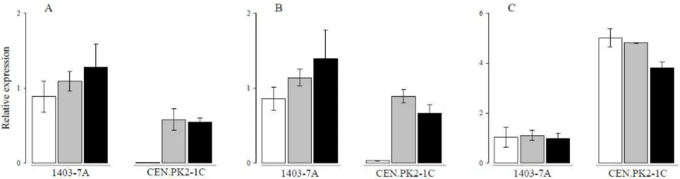 Figure 2 (parts A and B) shows that, when the  MAL-constitutive strains 1403-7A and CEN.PK2-1C  are metabolizing maltotriose, the expression levels of  the  AGT1 and MALx1 genes are similar to the ones  observed in maltose growing cells, indicating that th