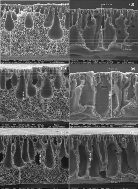 Figure 6: Membrane SEM cross-sectional images: (a) Control; (b) 0% PVP  + 2% clay; (c) 0% PVP + 4% clay; (d) 1% PVP + 0% clay; (e) 1% PVP +  2% clay; (f) 1% PVP + 4% clay