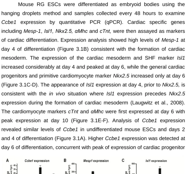 Figure 3.1 - Expression of (A) Ccbe1, (B) Mesp-1, (C) Islet1, (D) Nkx2.5, (E) αMhc,  and  (F)  cTnt  during  differentiation  of  mouse  ESCs