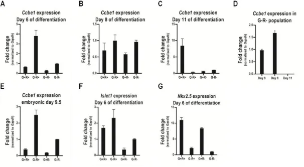 Figure  3.2  -  Ccbe1  expression  in  cardiac  progenitors  isolated  from  differentiating  mouse  ESCs  and  embryos  at  E9.5