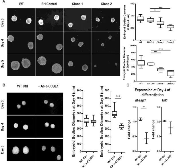 Figure  3.4  - Ccbe1  loss-of-function  leads  to  smaller  embryoid  bodies.  Phase- Phase-contrast  micrographs  of  Ccbe1  KD  ESC-derived  embryoid  bodies  and  controls  (A)  at  days  3,  4  and  5  of  differentiation