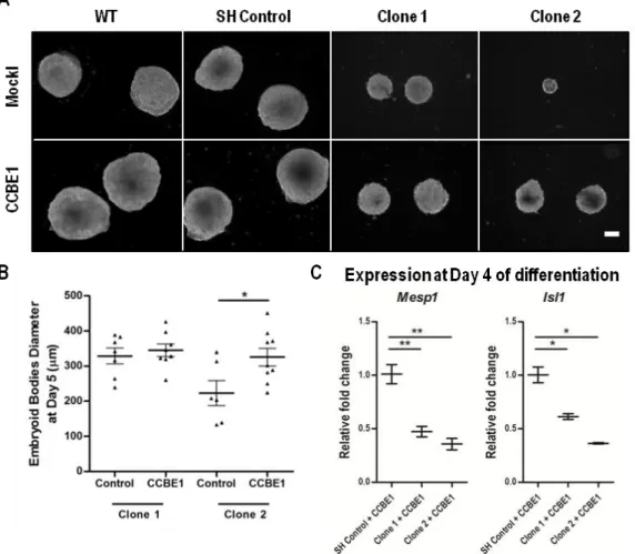 Figure  3.5  - Recombinant  CCBE1  partially  rescues  the  defects  caused  by  the  loss  of  Ccbe1