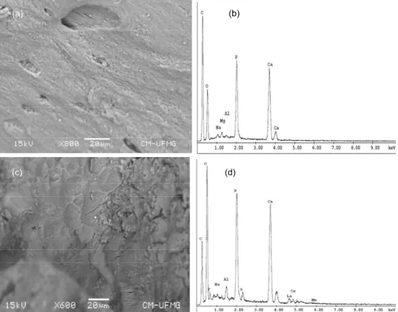 Figure 1: Morphology and chemical composition of bone char by SEM-EDS: (a), (b) bone  char as received and (c), (d) bone char after contact with AMD effluent