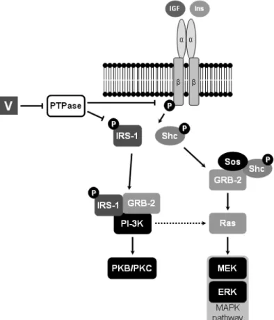 Figure 1.6 – Insulin (Ins) and insulin-like growth factor 1 and 2 (IGF) intracellular signalling pathways,  and putative regulation by vanadium